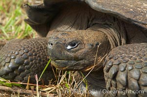 Galapagos tortoise, Santa Cruz Island species, highlands of Santa Cruz island, Geochelone nigra