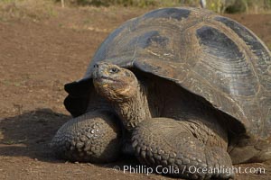 Galapagos tortoise, Santa Cruz Island species, highlands of Santa Cruz island, Geochelone nigra