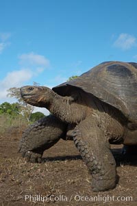 Galapagos tortoise, Santa Cruz Island species, highlands of Santa Cruz island, Geochelone nigra