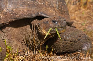 Galapagos tortoise, Santa Cruz Island species, highlands of Santa Cruz island, Geochelone nigra