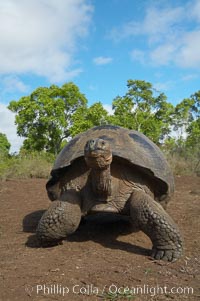 Galapagos tortoise, Santa Cruz Island species, highlands of Santa Cruz island, Geochelone nigra
