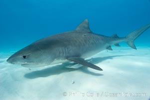 Tiger shark and live sharksucker (remora), Echeneis naucrates, Galeocerdo cuvier