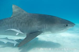 Tiger shark and live sharksucker (remora), Echeneis naucrates, Galeocerdo cuvier