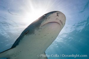 Tiger shark, Galeocerdo cuvier, Bahamas.