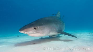 Tiger shark, Galeocerdo cuvier, Bahamas.
