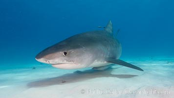 Tiger shark, Galeocerdo cuvier