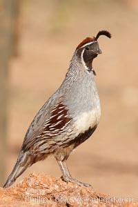 Gambel's quail, male.