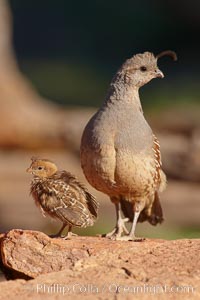 Gambel's quail, chicks and female.