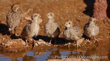 Gambel's quail, chicks.