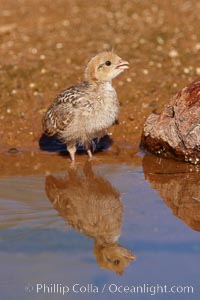 Gambel's quail, chicks, Callipepla gambelii, Amado, Arizona