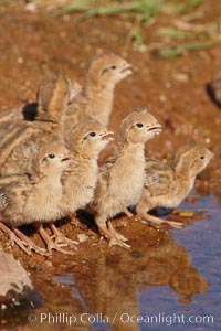 Gambel's quail, chicks, Callipepla gambelii, Amado, Arizona