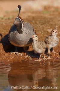 Gambel's quail, chicks and female, Callipepla gambelii, Amado, Arizona