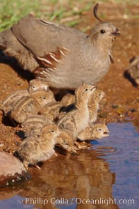 Gambel's quail, chicks and female, Callipepla gambelii, Amado, Arizona