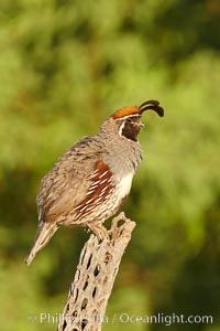 Gambel's quail, male, Callipepla gambelii, Amado, Arizona