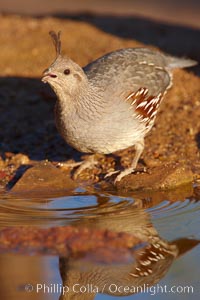 Gambel's quail, female, Callipepla gambelii, Amado, Arizona