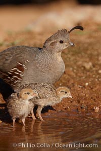 Gambel's quail, chicks and female, Callipepla gambelii, Amado, Arizona