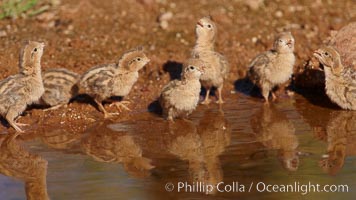 Gambel's quail, chicks, Callipepla gambelii, Amado, Arizona