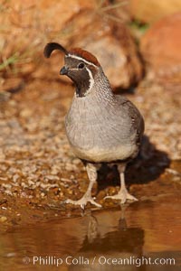 Gambel's quail, male, Callipepla gambelii, Amado, Arizona