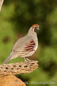 Gambel's quail, male, Callipepla gambelii, Amado, Arizona