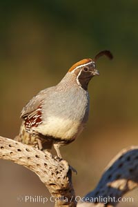 Gambel's quail, male, Callipepla gambelii, Amado, Arizona