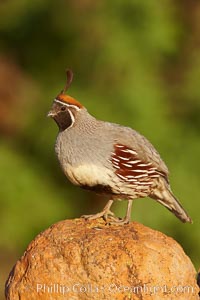 Gambel's quail, male, Callipepla gambelii, Amado, Arizona