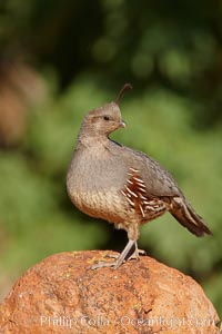 Gambel's quail, female, Callipepla gambelii, Amado, Arizona