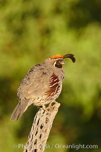 Gambel's quail, male, Callipepla gambelii, Amado, Arizona