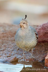 Gambel's quail, female, Callipepla gambelii, Amado, Arizona