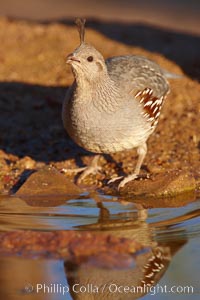 Gambel's quail, female, Callipepla gambelii, Amado, Arizona