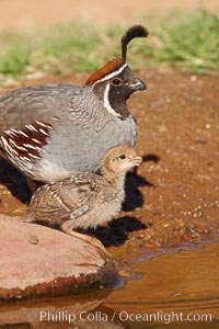 Gambel's quail, chicks, Callipepla gambelii, Amado, Arizona