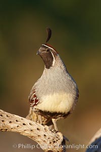 Gambel's quail, male, Callipepla gambelii, Amado, Arizona