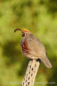 Gambel's quail, male, Callipepla gambelii, Amado, Arizona