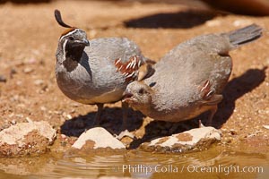 Gambel's quail, Callipepla gambelii, Amado, Arizona