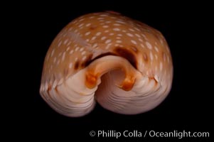 Gangrenous Cowrie, Cypraea gangranosa