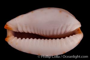 Gangrenous Cowrie, Cypraea gangranosa