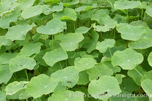 Garden nasturtium, San Elijo Lagoon, Tropaeolum majus, Encinitas, California