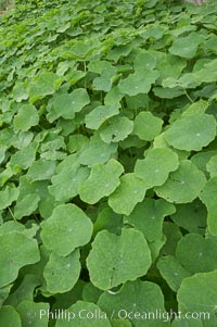 Garden nasturtium, San Elijo Lagoon, Tropaeolum majus, Encinitas, California