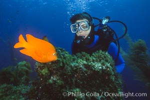 Diver and garibaldi, Catalina Island