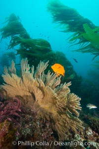 Garibaldi and California golden gorgonian on underwater rocky reef, San Clemente Island. The golden gorgonian is a filter-feeding temperate colonial species that lives on the rocky bottom at depths between 50 to 200 feet deep. Each individual polyp is a distinct animal, together they secrete calcium that forms the structure of the colony. Gorgonians are oriented at right angles to prevailing water currents to capture plankton drifting by, Hypsypops rubicundus, Muricea californica