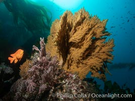 Garibaldi and golden gorgonian, with a underwater forest of giant kelp rising in the background, underwater.