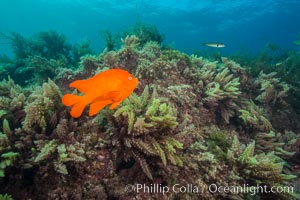 Garibaldi and Asparagopsis taxiformis (red marine algae), San Clemente Island, Asparagopsis taxiformis, Hypsypops rubicundus