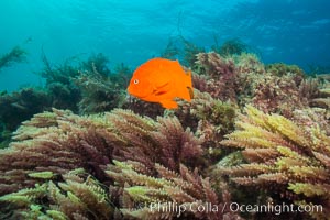 Garibaldi and Asparagopsis taxiformis (red marine algae), San Clemente Island, Asparagopsis taxiformis, Hypsypops rubicundus