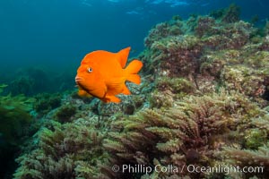 Garibaldi and Asparagopsis taxiformis (red marine algae), San Clemente Island, Asparagopsis taxiformis, Hypsypops rubicundus