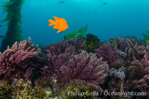 Garibaldi swims over Asparagopsis taxiformis, red marine algae, underwater on reef below kelp forest at San Clemente Island, Asparagopsis taxiformis, Hypsypops rubicundus