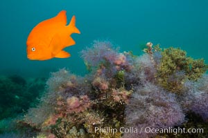 Garibaldi and purple Chondria acrorhizophora marine algae, Chondria acrorhizophora, Hypsypops rubicundus, Catalina Island