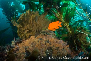 Garibaldi and golden gorgonian, with a underwater forest of giant kelp rising in the background, underwater, Muricea californica, Catalina Island