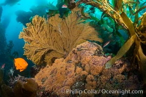 Garibaldi and golden gorgonian, with a underwater forest of giant kelp rising in the background, underwater, Muricea californica, Catalina Island