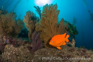 Garibaldi and golden gorgonian, with a underwater forest of giant kelp rising in the background, underwater, Muricea californica, Catalina Island