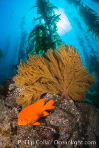 Garibaldi and golden gorgonian, with a underwater forest of giant kelp rising in the background, underwater, Muricea californica, Catalina Island