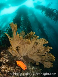 Garibaldi and golden gorgonian, with a underwater forest of giant kelp rising in the background, underwater, Hypsypops rubicundus, Muricea californica, San Clemente Island